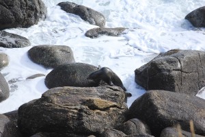 Paparoa NP - Gletscher-020